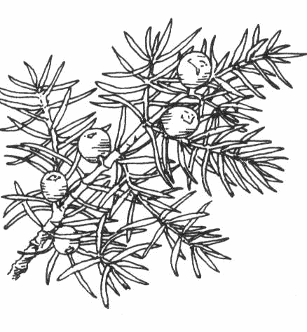 Sprig of juniper